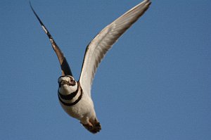 Killdeer, 2014-05184558  Cape May Migratory Bird Refuge, NJ